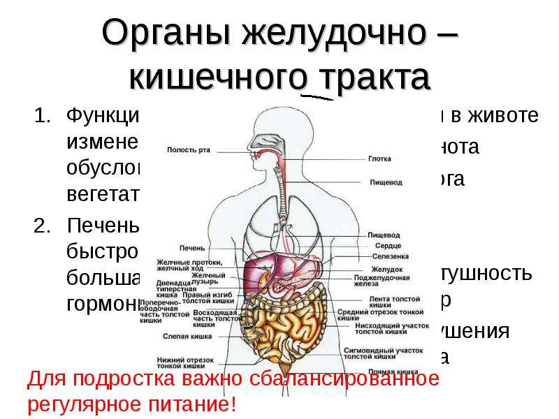 Тракт органы. Анатомия человека органы желудочно кишечный тракт. Органы жилудочнокишечного тракта. Строение органов желудочно-кишечного тракта. Строение желудочного тракта.