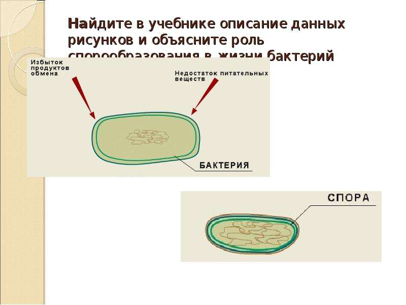 Споры бактерий служат для размножения