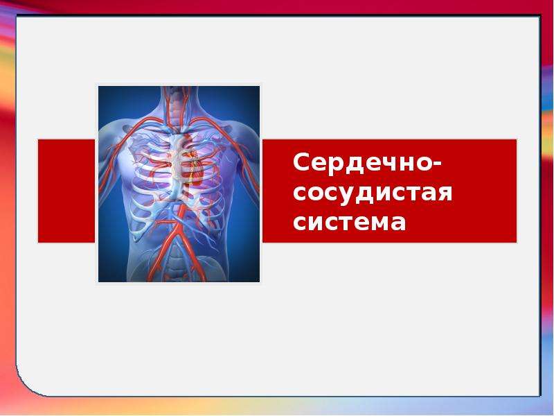 Сердечно сосудистая система презентация 8 класс