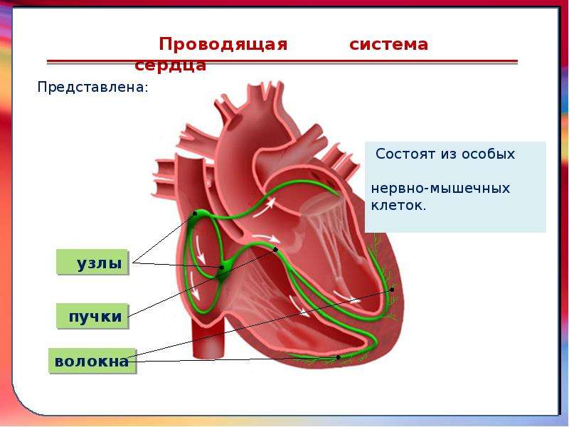 Сердечная система биология 8 класс. Проводящая система сердца представлена. Клапаны образованы складками. Клапаны сердца образованы складками. Клапаны сердца человека образованы какими складками.