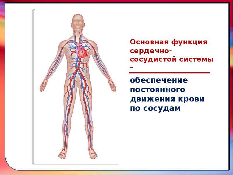 Сердечно сосудистая система человека проект