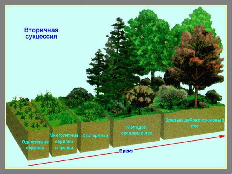 Экологические сукцессии, слайд 12