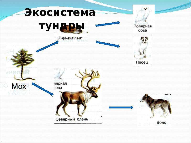 Природные зоны земли 5 класс биология проект