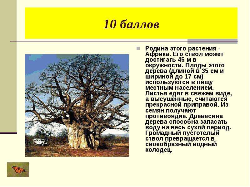 Длина дерева. Растения Африки сообщение. Рассказ растения Африки. Интересные растения Африки сообщение. Родина этого растения Африка.