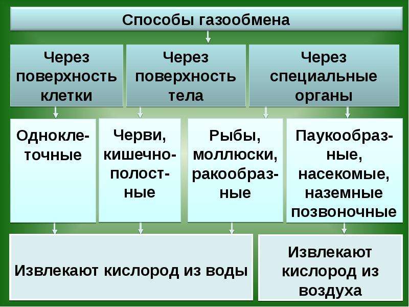 Презентация на тему дыхание растений и животных 6 класс