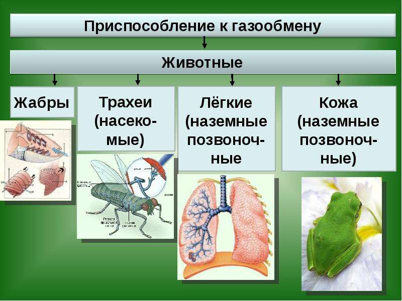 Дыхание растений проект