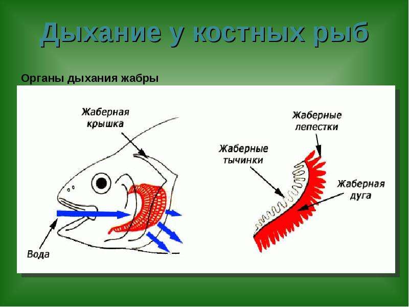 Дыхание рыб схема