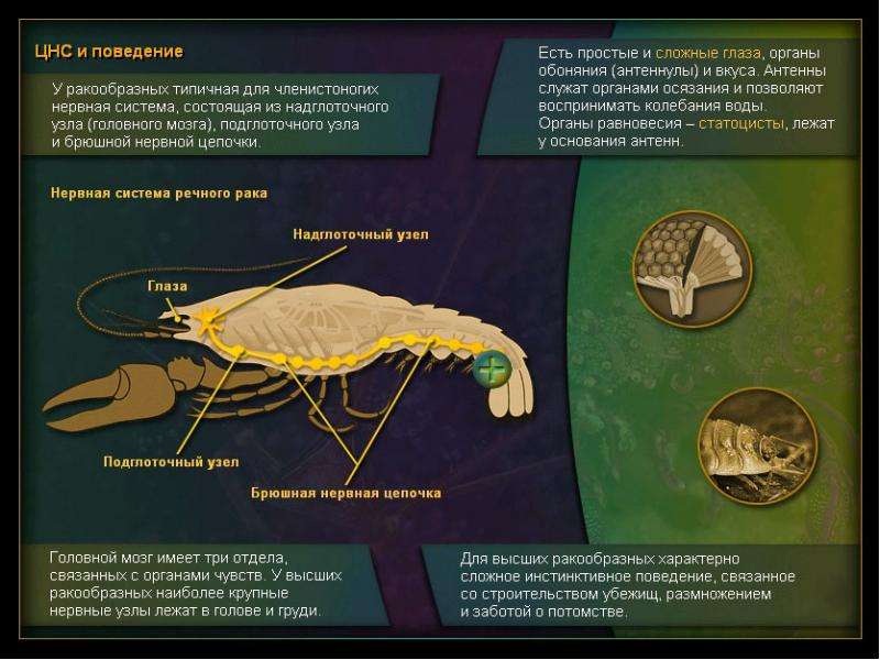Презентация тип членистоногие класс ракообразные 7 класс биология
