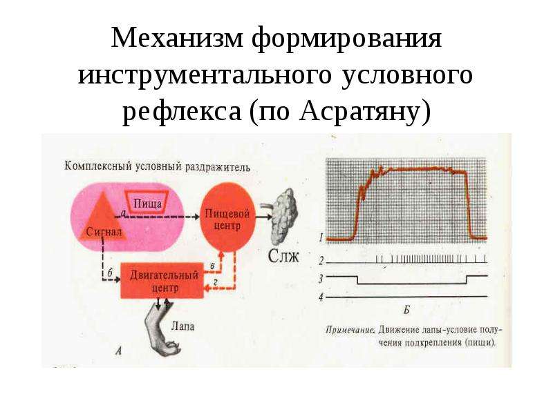 Схема формирования условного рефлекса по асратяну