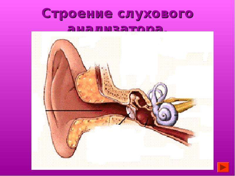 Презентация биология 8 класс гигиена слуха