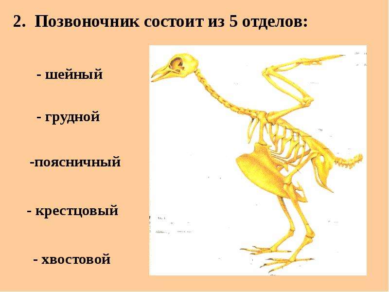 Особенности скелета птиц для полета. Скелет и мышцы птиц. Скелет и мускулатура птиц. Класс птицы скелет и мускулатура. Презентация класс птицы скелет.