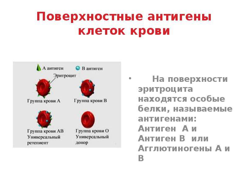 Тканевая совместимость и переливание крови 8 класс биология презентация