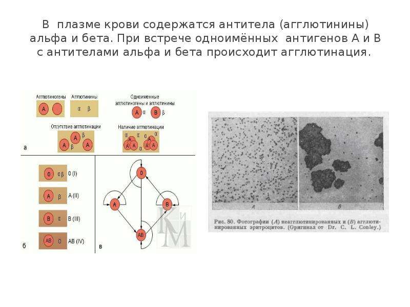 Тканевая совместимость и переливание крови 8 класс биология презентация