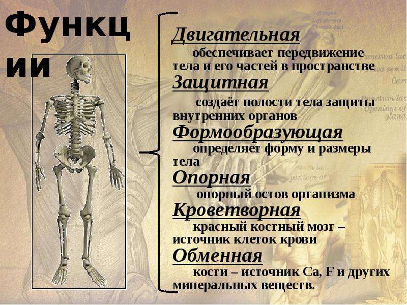 Презентация опорно двигательная система человека 8 класс