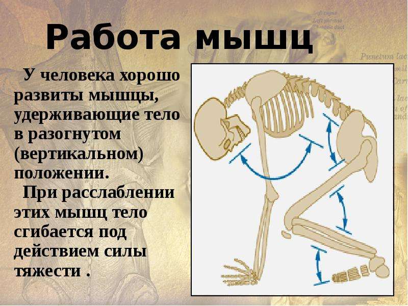 Презентация опорно двигательная система человека 8 класс