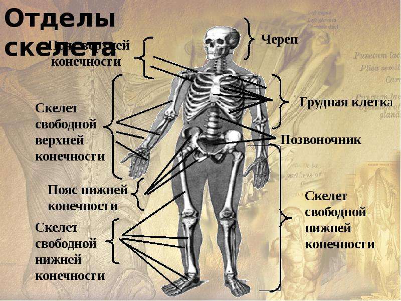 Презентация опорно двигательная система человека 8 класс