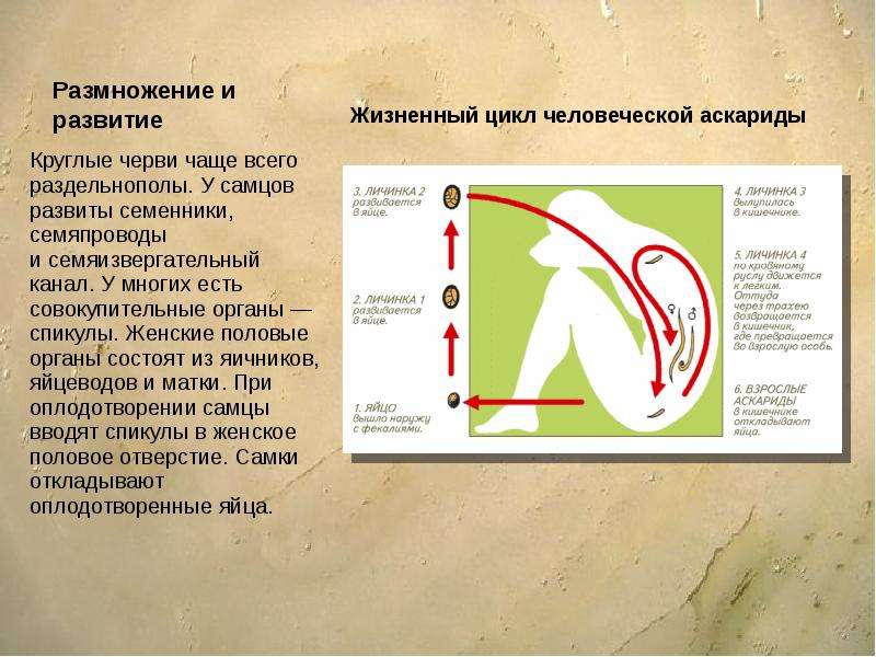 Тип круглые черви презентация 7 класс биология