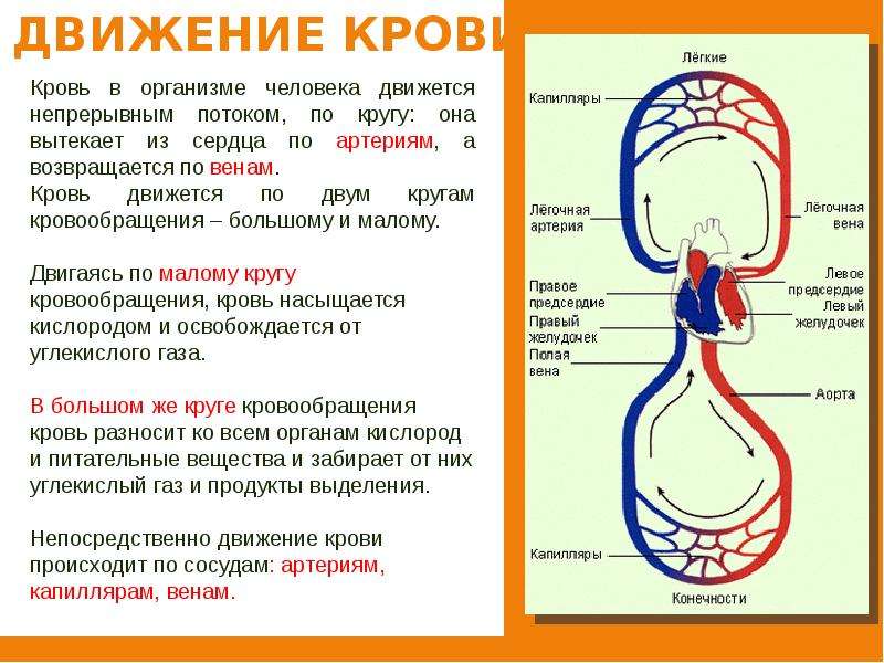 Кровеносная система человека презентация 4 класс