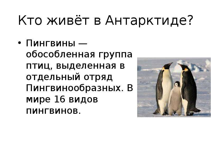 Сообщение о животных антарктиды. Сообщение о пингвинах. Кто живет в Антарктиде. Доклад про пингвинов. Пингвины презентация.