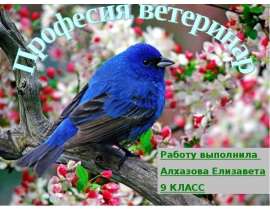 Профессия ветеринар