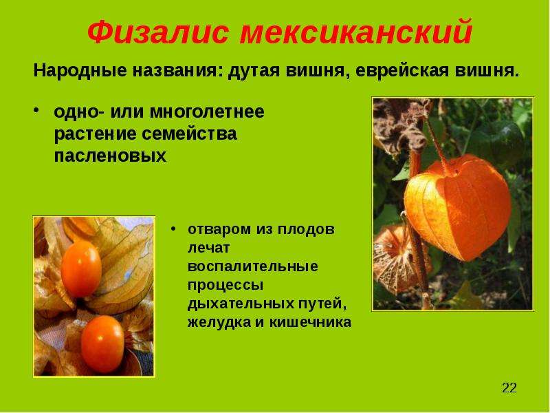 Физалис несъедобный фото как отличить