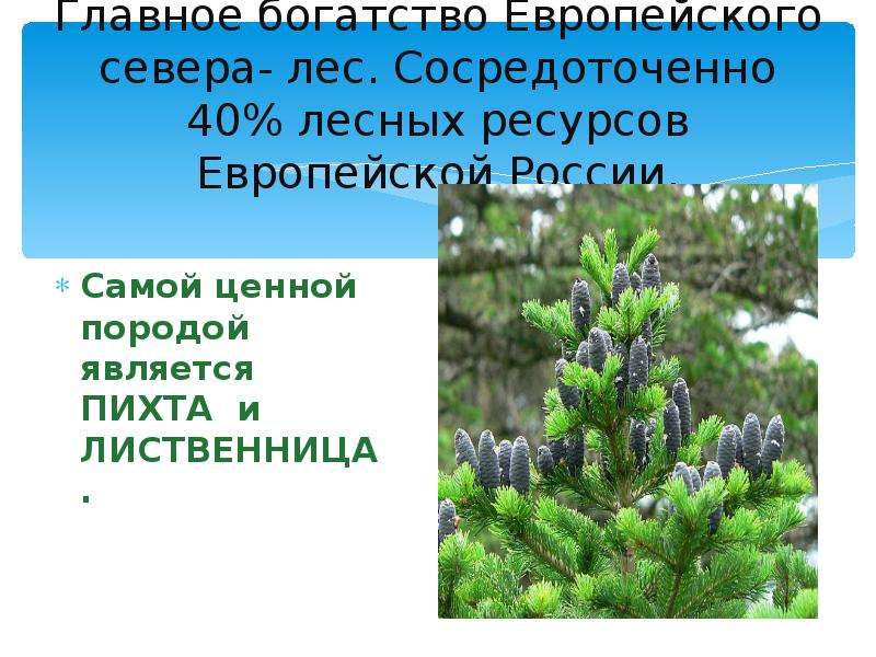 Проект по северу европейской части россии 4 класс окружающий мир