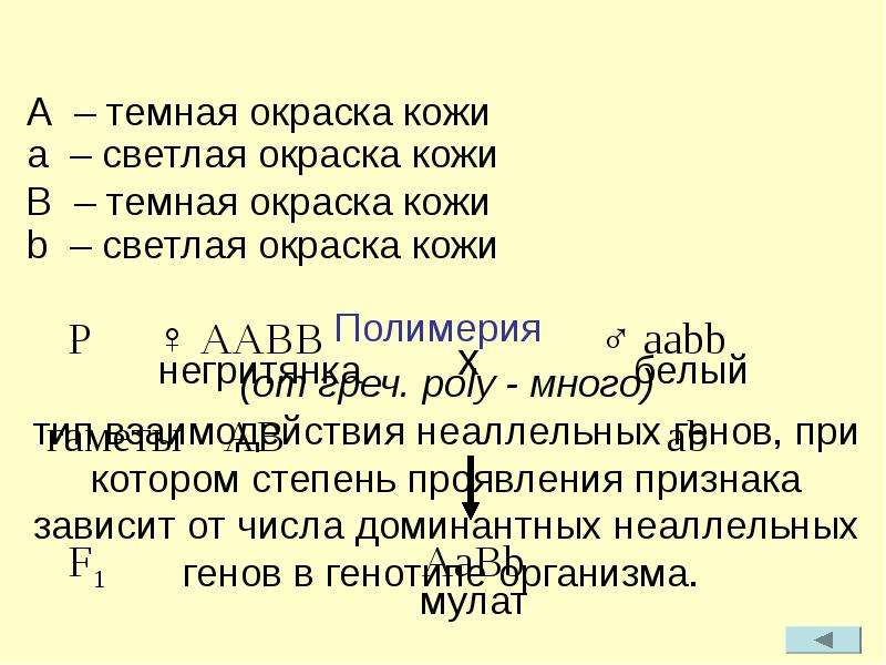 Охарактеризуйте генотип как целостную систему. Генотип негра.