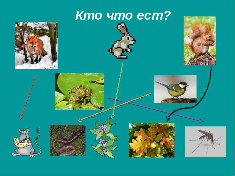 Мир животных презентация 3 класс окружающий мир плешаков презентация