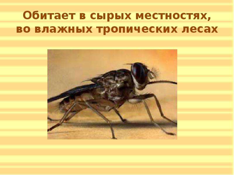 Основной хозяин муха цеце основной хозяин человек. Муха ЦЕЦЕ. Муха ЦЕЦЕ систематика. Муха ЦЕЦЕ обитает. Муха для презентации.