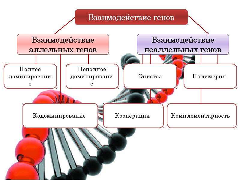 Геном презентация 10 класс