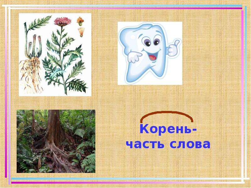 Класс корень однокоренные слова. Урок по русскому языку тема корень. Презентация на тему корень. Тема корень 2 класс. Презентация корень слова.