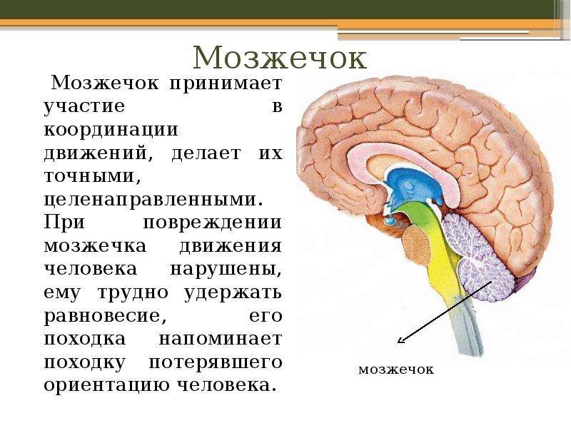 При травме мозжечка наблюдается