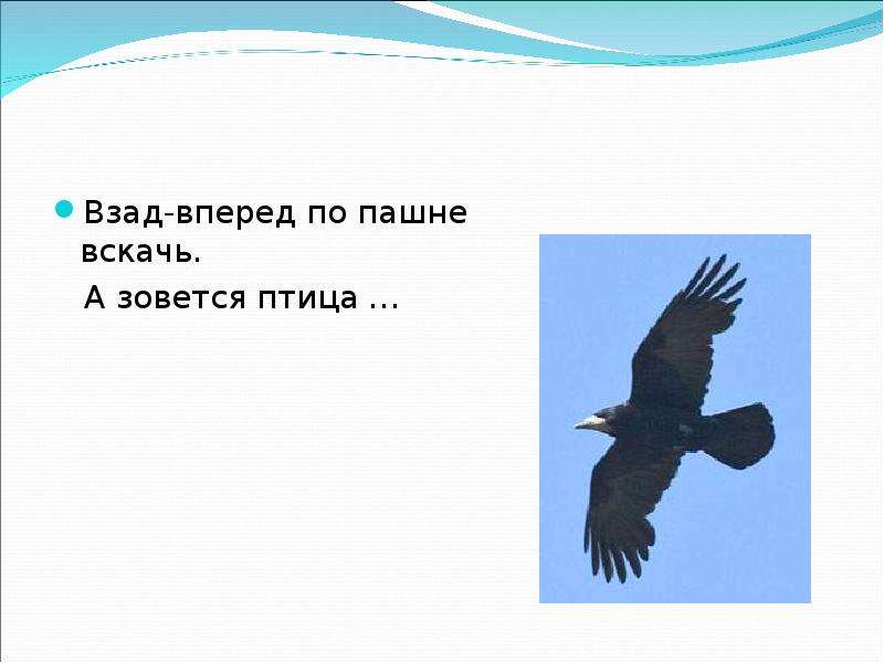 Воздух который птица разрезает взмахами крылышек оставил на песке незамысловатый рисунок