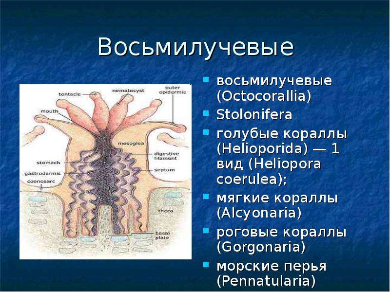 Сравнительная характеристика шести и восьмилучевых кораллов. Строение кораллового полипа ЕГЭ. Коралловые полипы 7 класс биология. Коралловые полипы строение. Презентация на тему коралловые полипы.