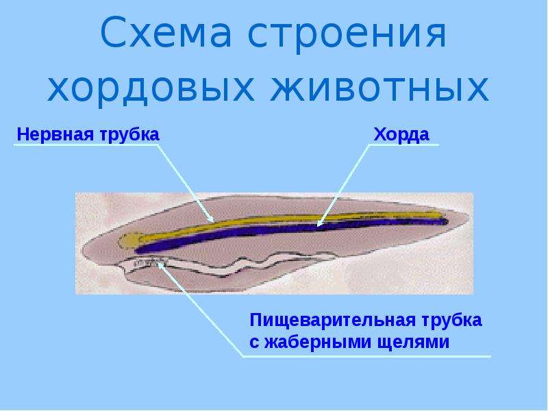 Тип хордовые подтипы бесчерепные и черепные или позвоночные 7 класс презентация