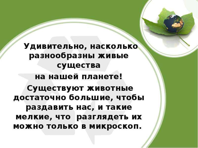 Разнообразие животных презентация 3 класс окружающий мир плешаков презентация