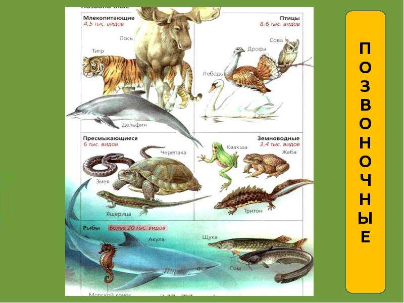 Презентация на тему группы животных. Разнообразие животных 3 класс. Группы животных 3 класс окружающий мир. Разнообразие животных на земле схема. Строение многообразие животных.
