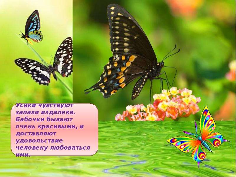 Названия бабочек с фото по окружающему миру 1 класс