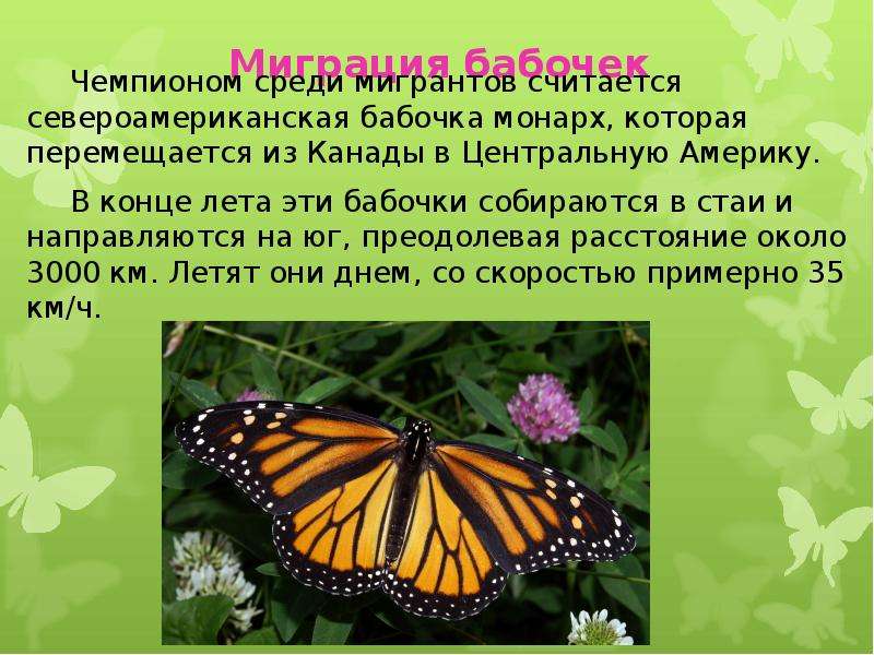 Записать план своего сообщения о бабочках