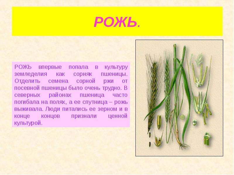 Презентация на тему культурные растения 6 класс