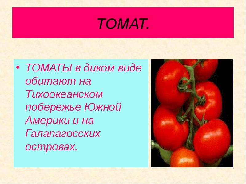 Несколько помидор или помидоров. Томат. Культурные растения помидор. Помидор тема. Проект культурные растения томаты.