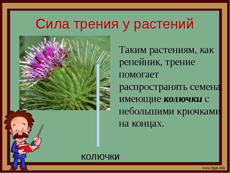 Трение помогает. Сила трения у растений. Трение в мире растений. Сила трение в растениях. Трения растение.