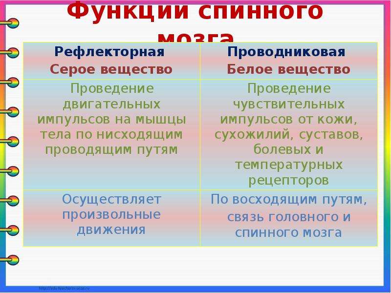 Функции спинного мозга. Функции серого и белого вещества спинного мозга. Функции серого вещества спинного мозга таблица. Рефлекторная и проводниковая функции спинного мозга.