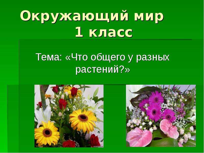 Мир растении 1 класс. Проект на тему цветов. Презентация по теме растения. Проект цветы для первого класса. Окружающий мир. Цветы..