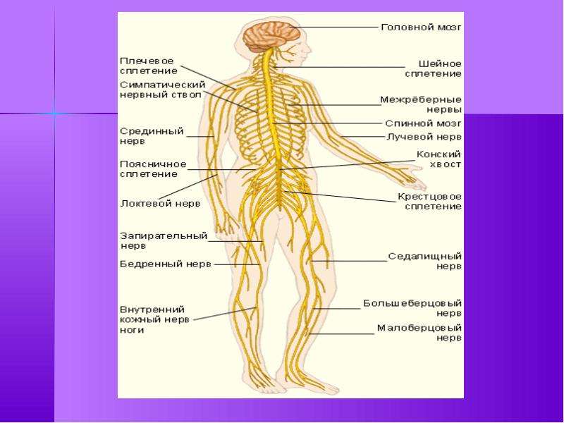 Нервная функция. Нервное сплетение конский хвост. Строение расположение и функции нервная система табличка. Функції нервової системи. Наука о структуре и функциях нервной системы это.