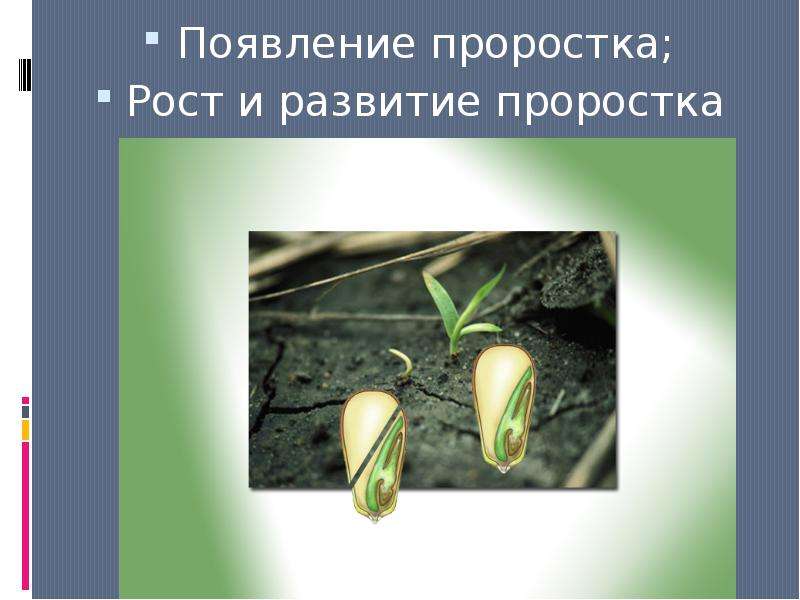 Как появились растения. Развитие проростка. Рост проростка. Проросток это в биологии. Проросток это в биологии 6 класс.