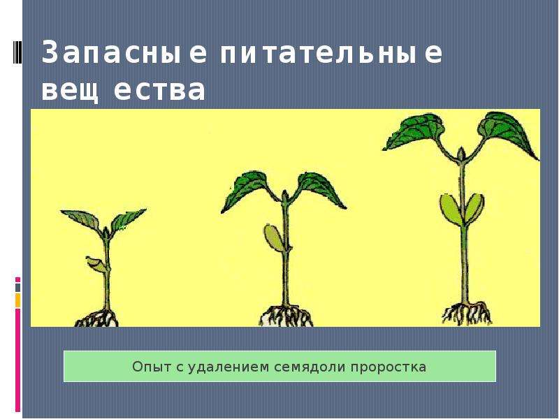 Онтогенез растений презентация