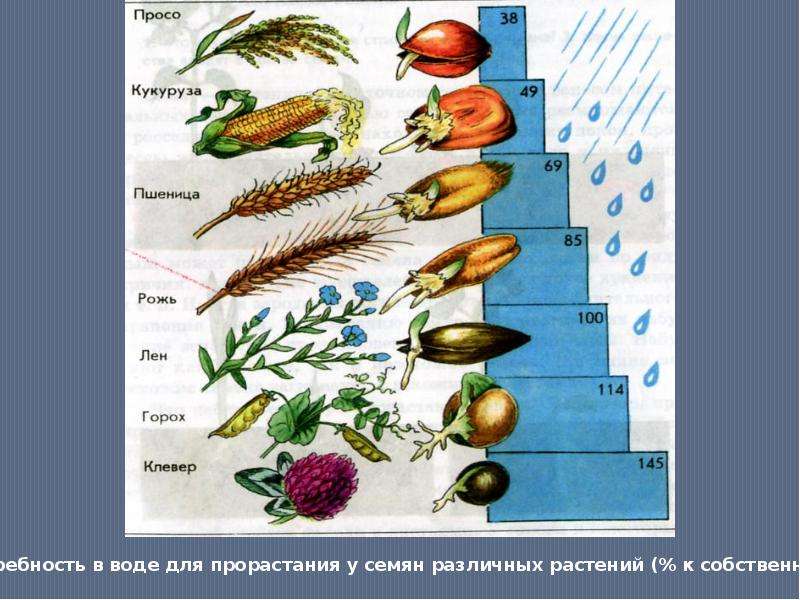 Рост и развитие растения 6 класс презентация