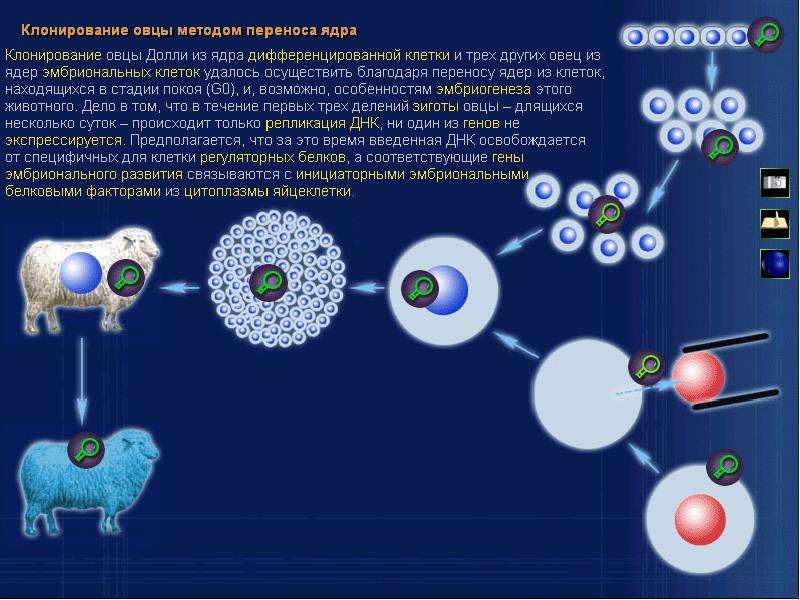 Клонирование овечка долли презентация