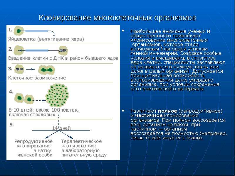 Клонирование презентация по биологии